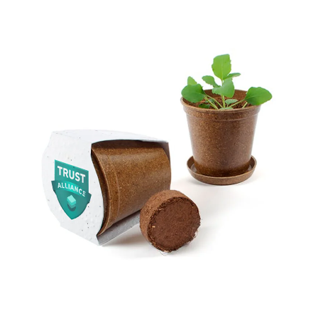 Houseware - Wildflower Seed Plant - Women in Trust